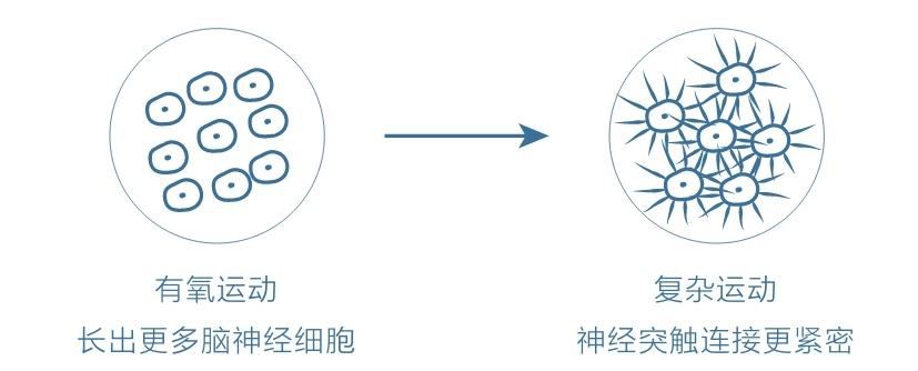 认知觉醒-复杂运动和神经细胞.jpeg